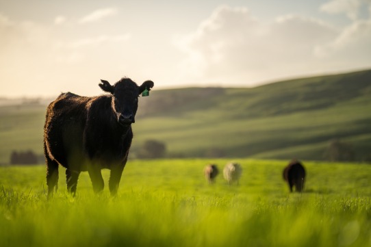 Bovins dans un pré