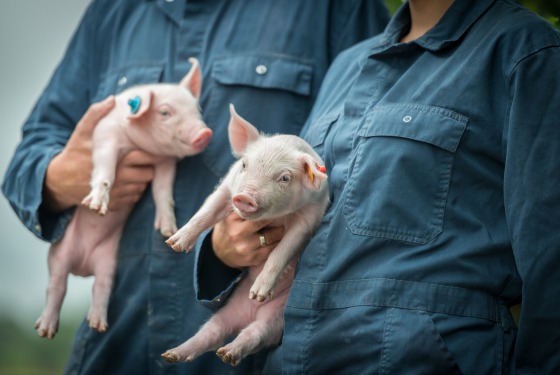 varkens korte keten